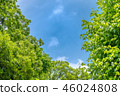 It is scenery of forest trial forest park of Tokyo, fresh green and blue sky. 46024808