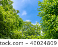 It is scenery of forest trial forest park of Tokyo, fresh green and blue sky. 46024809
