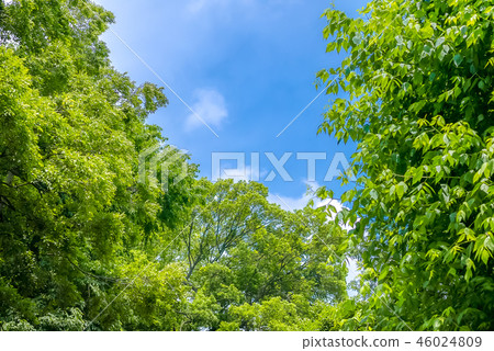 It is scenery of forest trial forest park of Tokyo, fresh green and blue sky. 46024809