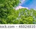 It is scenery of forest trial forest park of Tokyo, fresh green and blue sky. 46024810