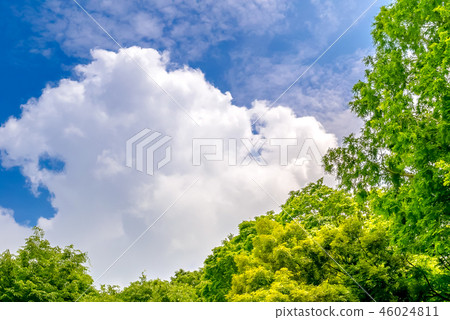 It is scenery of forest trial forest park of Tokyo, fresh green and blue sky. 46024811