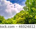 It is scenery of forest trial forest park of Tokyo, fresh green and blue sky. 46024812