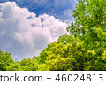 It is scenery of forest trial forest park of Tokyo, fresh green and blue sky. 46024813