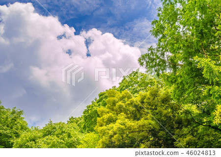 It is scenery of forest trial forest park of Tokyo, fresh green and blue sky. 46024813
