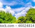 It is scenery of forest trial forest park of Tokyo, fresh green and blue sky. 46024814