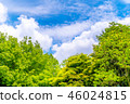 It is scenery of forest trial forest park of Tokyo, fresh green and blue sky. 46024815