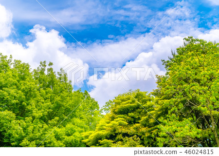 是東京的森林試驗森林公園，新鮮的綠色和藍天的風景。 46024815