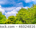 It is scenery of forest trial forest park of Tokyo, fresh green and blue sky. 46024816