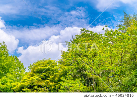 It is scenery of forest trial forest park of Tokyo, fresh green and blue sky. 46024816