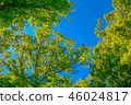 It is scenery of forest trial forest park of Tokyo, fresh green and blue sky. 46024817