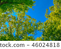 It is scenery of forest trial forest park of Tokyo, fresh green and blue sky. 46024818
