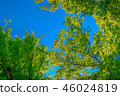 It is scenery of forest trial forest park of Tokyo, fresh green and blue sky. 46024819