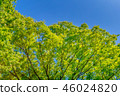 It is scenery of forest trial forest park of Tokyo, fresh green and blue sky. 46024820