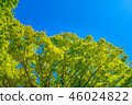 It is scenery of forest trial forest park of Tokyo, fresh green and blue sky. 46024822