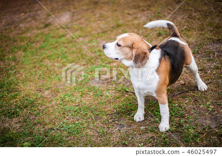 Hound Beagle on a walk in the autumn Park Hound Beagle on a walk in the autumn Park 46025497