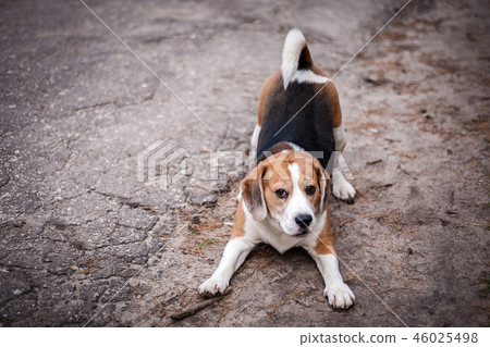 Hound Beagle on a walk in the autumn Park Hound Beagle on a walk in the autumn Park 46025498