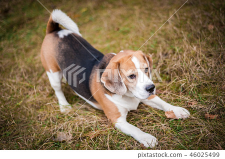 Hound Beagle on a walk in the autumn Park 46025499