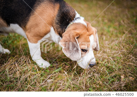 Hound Beagle on a walk in the autumn Park Hound Beagle on a walk in the autumn Park 46025500