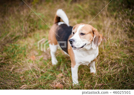 Hound Beagle on a walk in the autumn Park Hound Beagle on a walk in the autumn Park 46025501