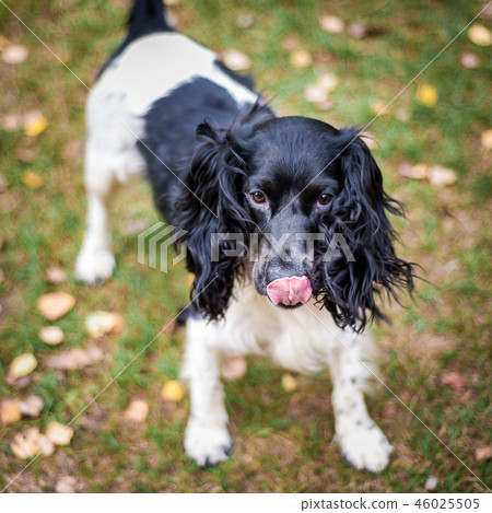 Russian spaniel portrait of a dog Russian spaniel portrait of a dog 46025505