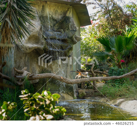 White-Faced Capuchin Cebus capucinus , black monkey running on tree branch in the dark tropical White-Faced Capuchin Cebus capucinus , black monkey running on tree branch in the dark tropical 46026255