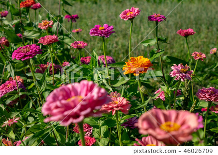 Summer beautiful flowers of zinnia . Floral natural layout for your ideas. 46026709