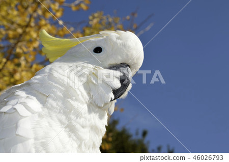 Parrot (Kibatan) and Ginkgo Parrot (Kibatan) and Ginkgo 46026793