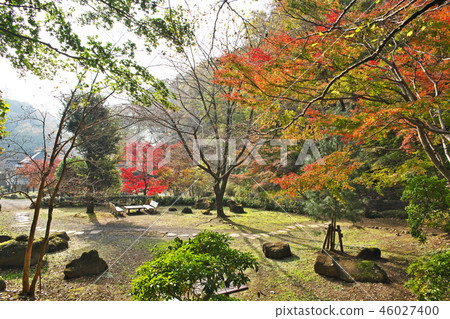 Autumn leaves in Nanasawa Forest Park Autumn leaves in Nanasawa Forest Park 46027400