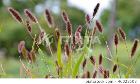 The color of the ear is dark purple purple enoch 46028508