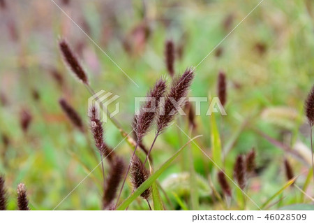 The color of the ear is dark purple purple enoch 46028509