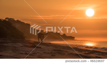 Lonely dog on empty beach in golden sunrise. 46028697
