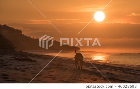 Lonely dog on empty beach in golden sunrise. Lonely dog on empty beach in golden sunrise. 46028698