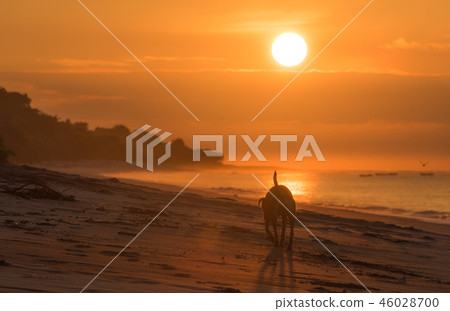 Lonely dog on empty beach in golden sunrise. 46028700