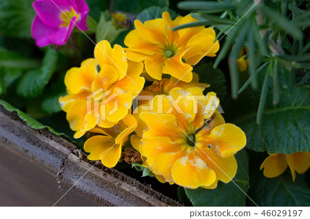 flower bed flower bed 46029197