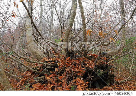 Early winter beech Agarikko-Managawa Fukushima Prefecture Tadami Town 46029364