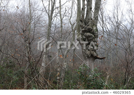 Early winter beech after this forest-Manakawa Shiomi Town, Fukushima Prefecture 46029365