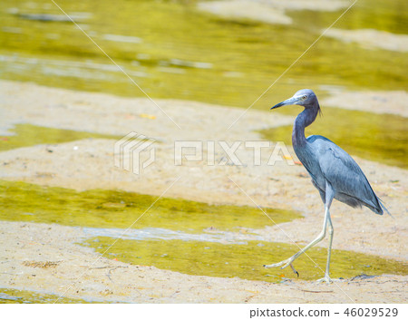 Little Blue Heron (Egretta caerulea)  Lemon Bay 46029529