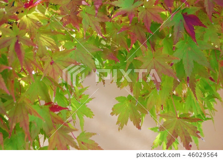 colored maple 46029564