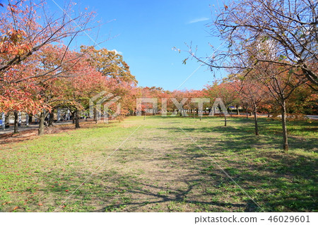 Autumn Osaka Castle Park Autumn Osaka Castle Park 46029601