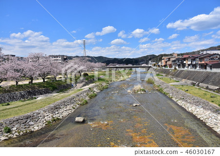 Takayama, Gifu Prefecture, Japan During the Spring Takayama Festival, Miyagawa and the cherry blossoms and houses in full bloom Takayama, Gifu Prefecture, Japan During the Spring Takayama Festival, Miyagawa and the cherry blossoms and houses in full bloom 46030167