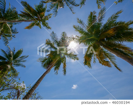 熱帶棕櫚樹 46030194