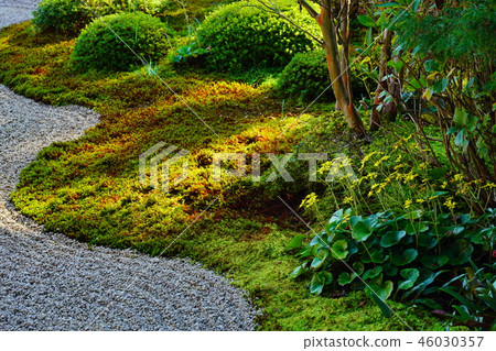 (Shizuoka Prefecture) Ryotanji Garden Autumn leaves (Shizuoka Prefecture) Ryotanji Garden Autumn leaves 46030357