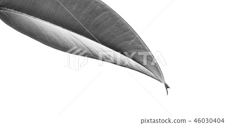 葉子照片 葉子照片 46030404