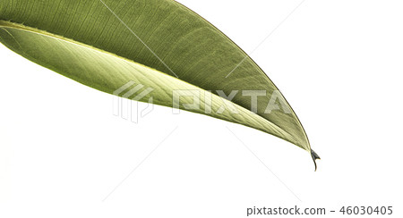 Leaves Photo Leaves Photo 46030405