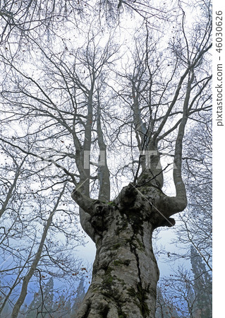 Early winter beech Agarikko-Managawa Fukushima Prefecture Tadami Town 46030626