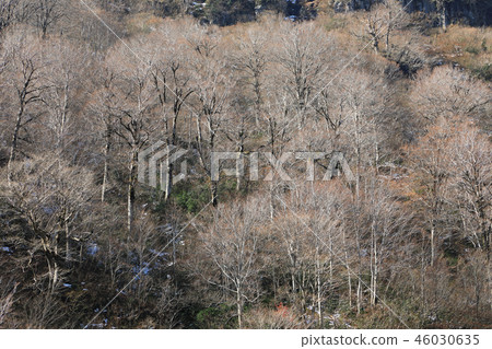 Beech Forest in the winter grove Tadami Town, Fukushima Prefecture Beech Forest in the winter grove Tadami Town, Fukushima Prefecture 46030635