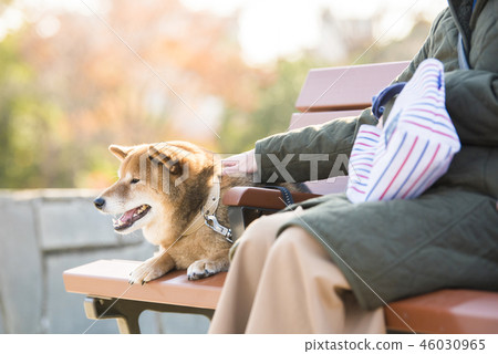 Shiba Inu resting on a bench in the autumn park 46030965