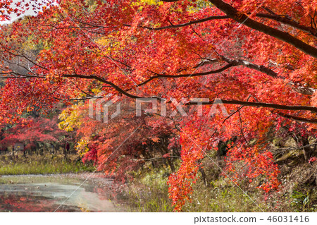 秋葉在千葉縣千葉縣和泉自然公園在千葉縣千葉市 秋葉在千葉縣千葉縣和泉自然公園在千葉縣千葉市 46031416