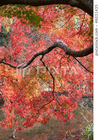 秋葉在千葉縣千葉縣和泉自然公園在千葉縣千葉市 46031435