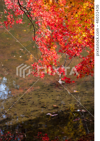 秋葉在千葉縣千葉縣和泉自然公園在千葉縣千葉市 46031436